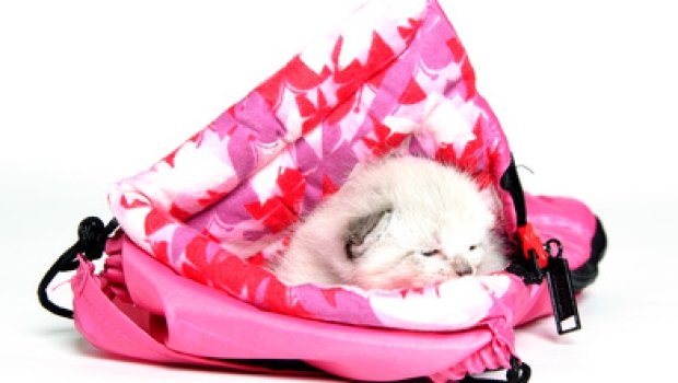 So finden Sie den perfekten Schlafsack für Ihr Haustier
